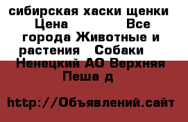 сибирская хаски щенки › Цена ­ 10 000 - Все города Животные и растения » Собаки   . Ненецкий АО,Верхняя Пеша д.